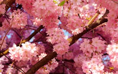 تصویر شماره 18 از آلبوم تصویر زمینه شکوفه های گیلاس (Cherry Blossoms)