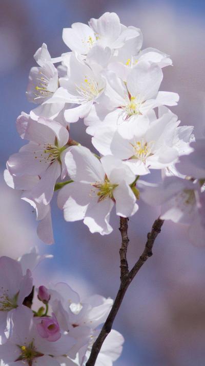 تصویر شماره 42 از آلبوم تصویر زمینه شکوفه های گیلاس (Cherry Blossoms)