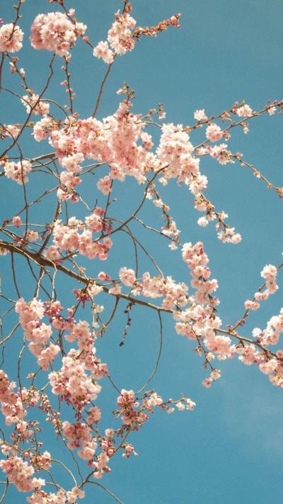 تصویر شماره 2 از آلبوم تصویر زمینه شکوفه های گیلاس (Cherry Blossoms)