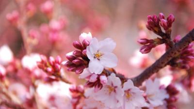 تصویر شماره 9 از آلبوم تصویر زمینه شکوفه های گیلاس (Cherry Blossoms)