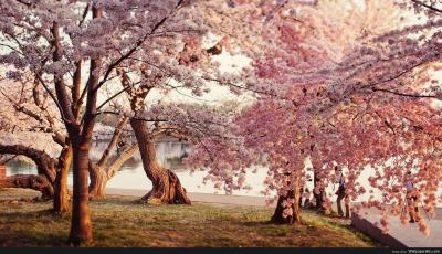 تصویر شماره 33 از آلبوم تصویر زمینه شکوفه های گیلاس (Cherry Blossoms)