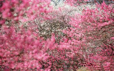 تصویر شماره 46 از آلبوم تصویر زمینه شکوفه های گیلاس (Cherry Blossoms)