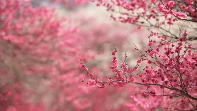 تصویر شماره 10 از آلبوم تصویر زمینه شکوفه های گیلاس (Cherry Blossoms)