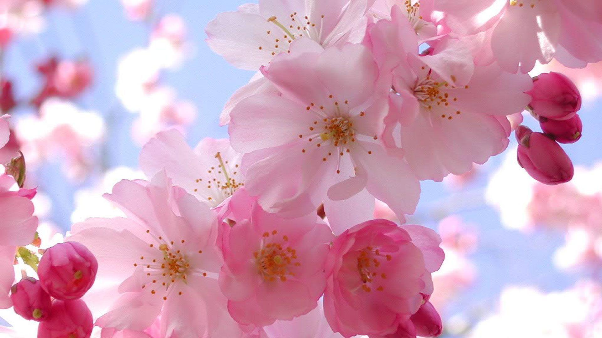 شکوفه های گیلاس (Cherry Blossoms)