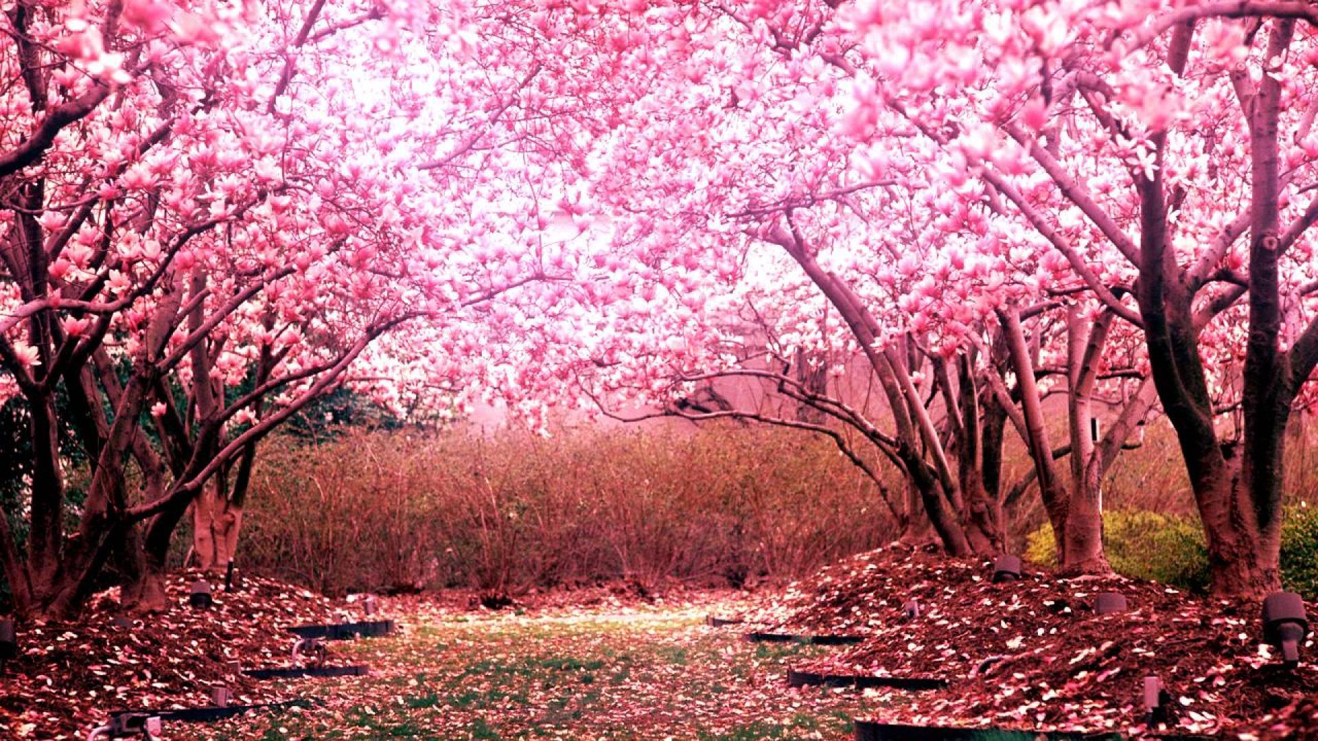 شکوفه های گیلاس (Cherry Blossoms)