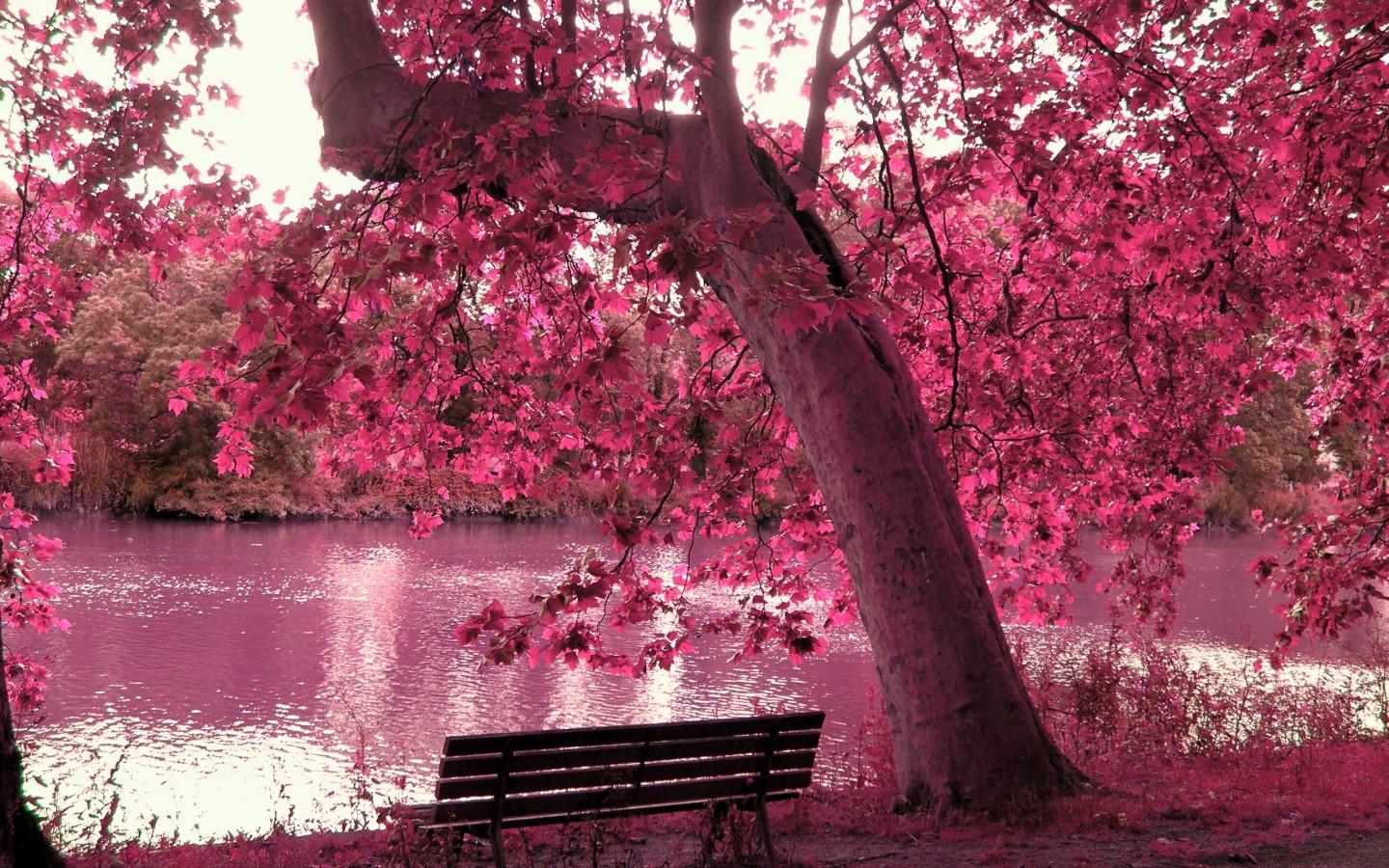 شکوفه های گیلاس (Cherry Blossoms)