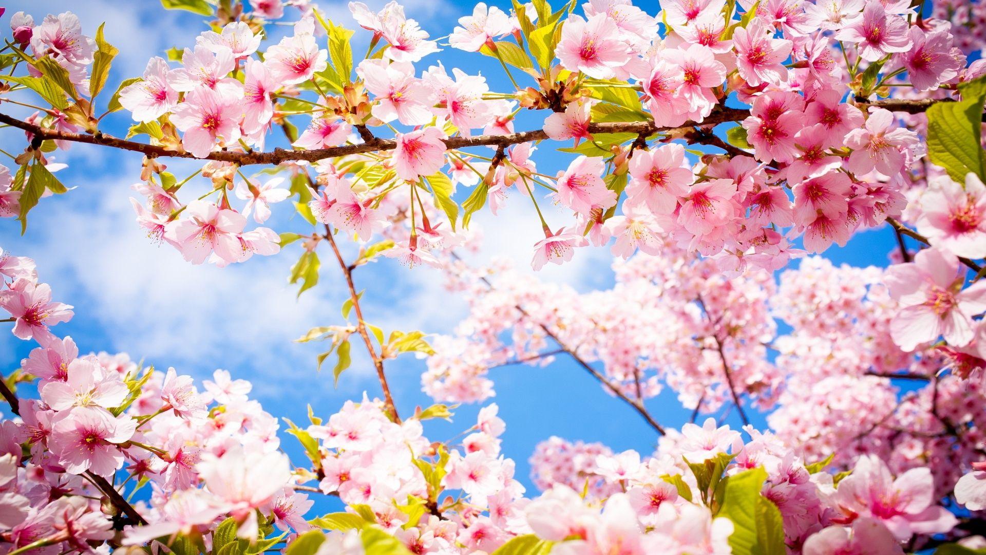 شکوفه های گیلاس (Cherry Blossoms)