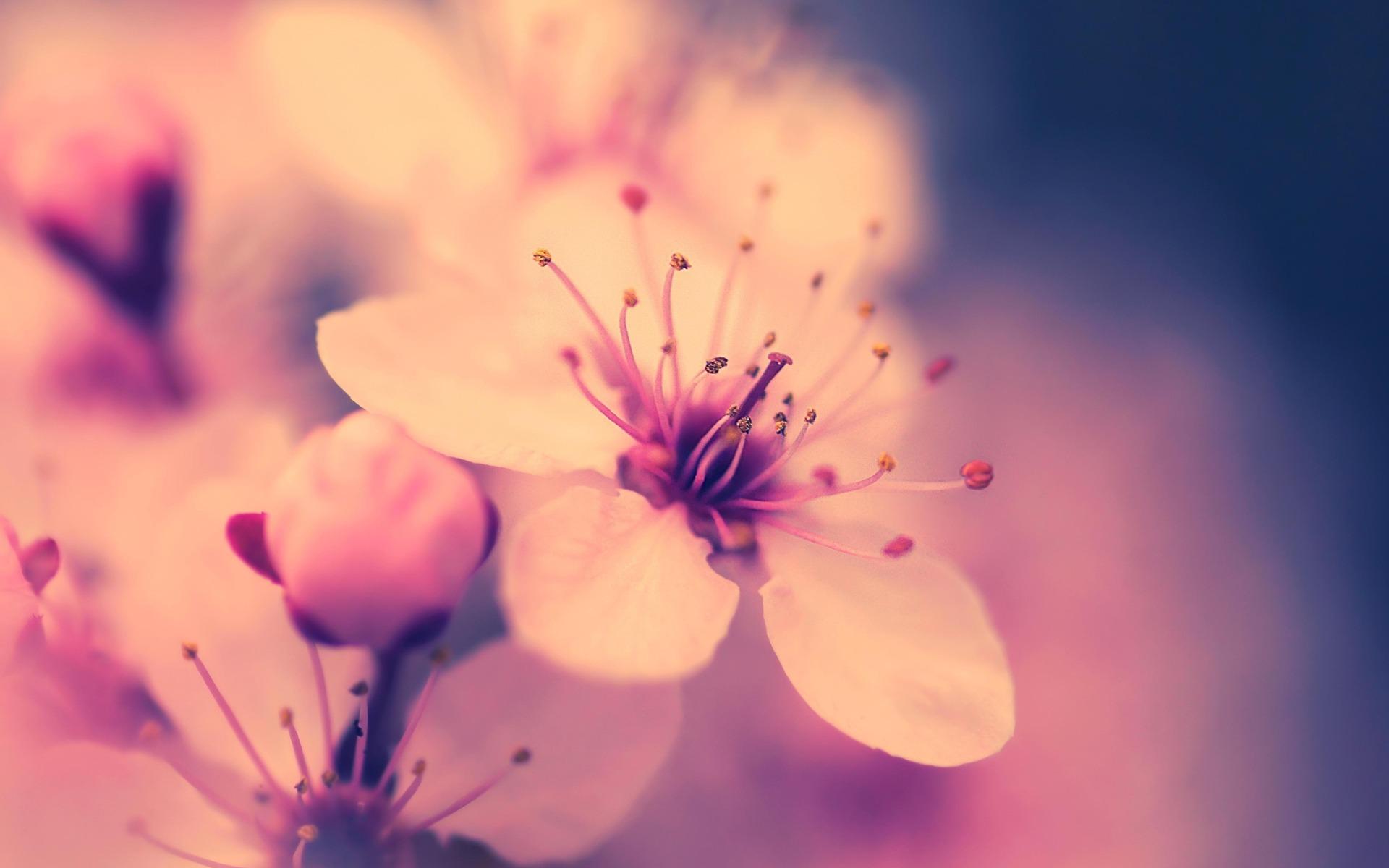 شکوفه های گیلاس (Cherry Blossoms)