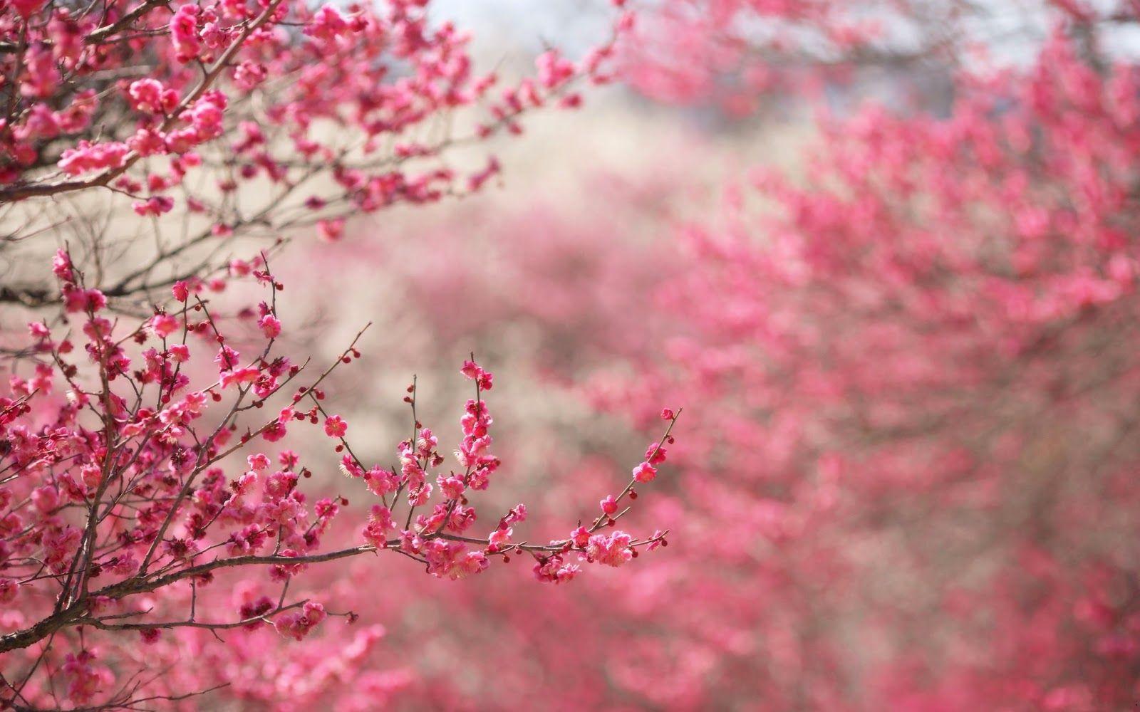 شکوفه های گیلاس (Cherry Blossoms)