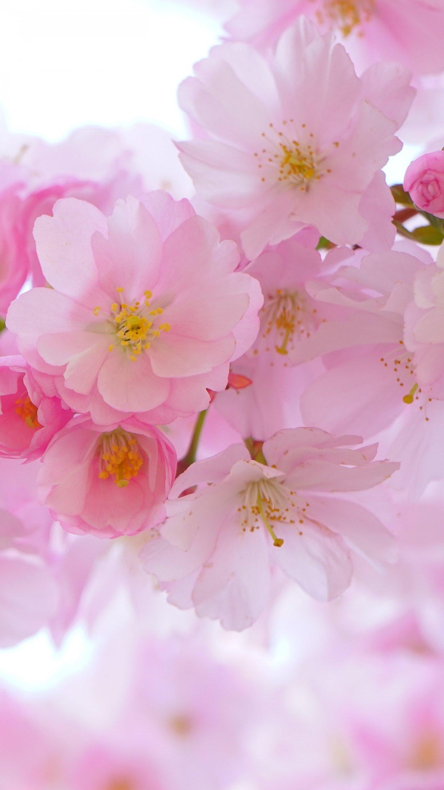 شکوفه های گیلاس (Cherry Blossoms)