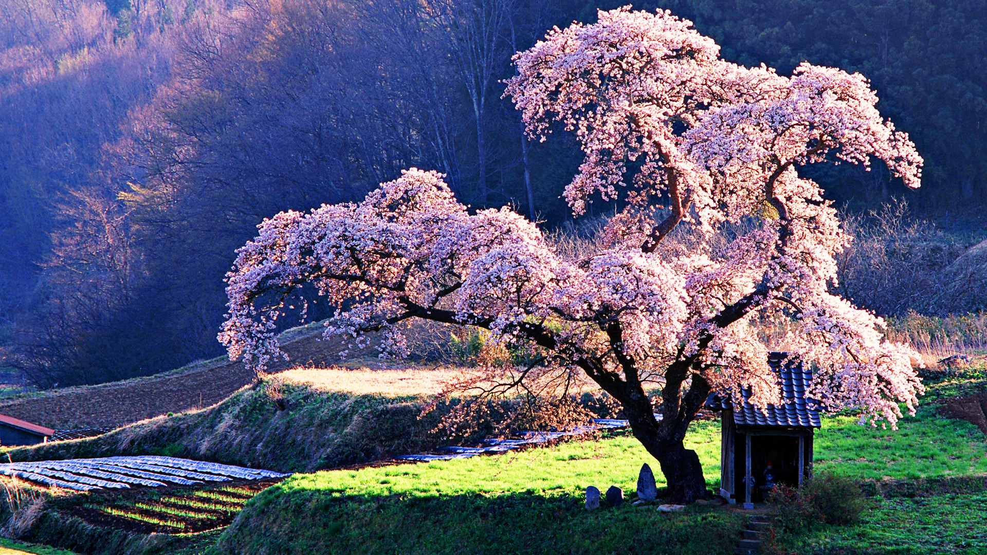 شکوفه های گیلاس (Cherry Blossoms)