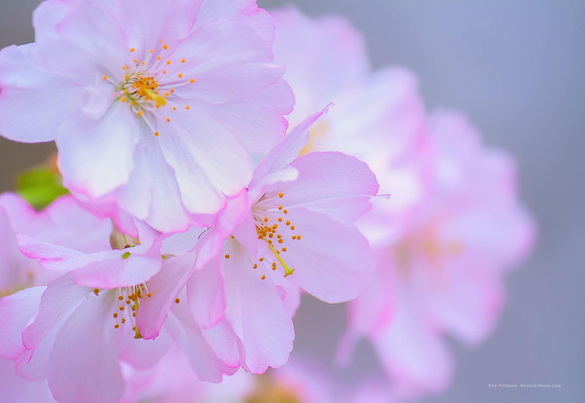 شکوفه های گیلاس (Cherry Blossoms)