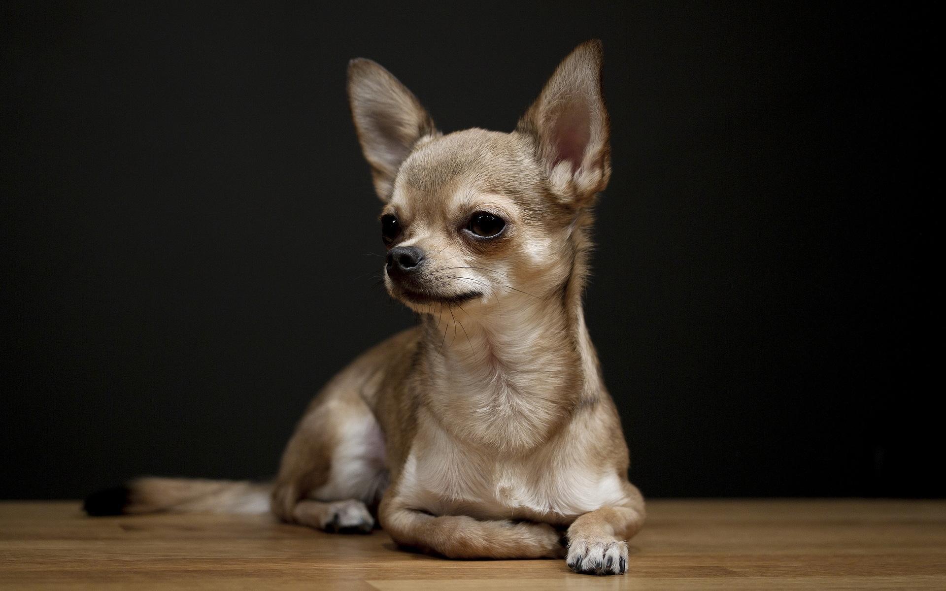 نژاد سگ چی واوا (Chihuahua) 