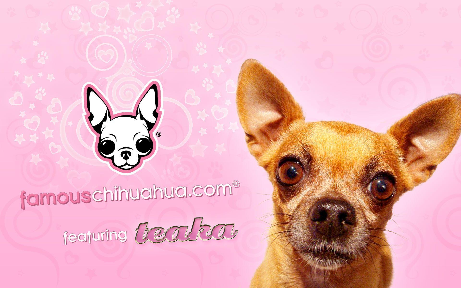 نژاد سگ چی واوا (Chihuahua) 