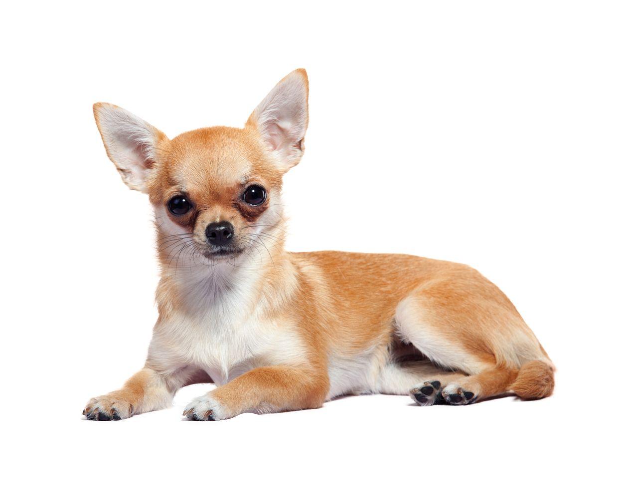 نژاد سگ چی واوا (Chihuahua) 