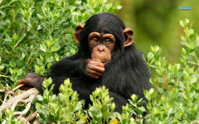 تصویر شماره 49 از آلبوم تصویر زمینه شامپانزه معمولی (Chimpanzee)