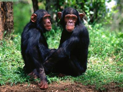 تصویر شماره 46 از آلبوم تصویر زمینه شامپانزه معمولی (Chimpanzee)