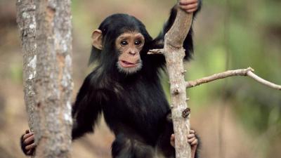 تصویر شماره 8 از آلبوم تصویر زمینه شامپانزه معمولی (Chimpanzee)