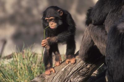 تصویر شماره 18 از آلبوم تصویر زمینه شامپانزه معمولی (Chimpanzee)