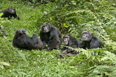 تصویر شماره 42 از آلبوم تصویر زمینه شامپانزه معمولی (Chimpanzee)