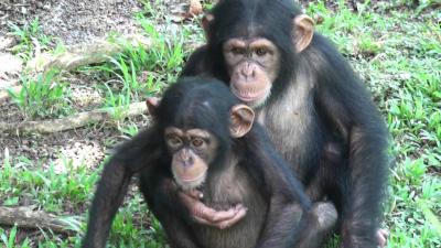 تصویر شماره 5 از آلبوم تصویر زمینه شامپانزه معمولی (Chimpanzee)