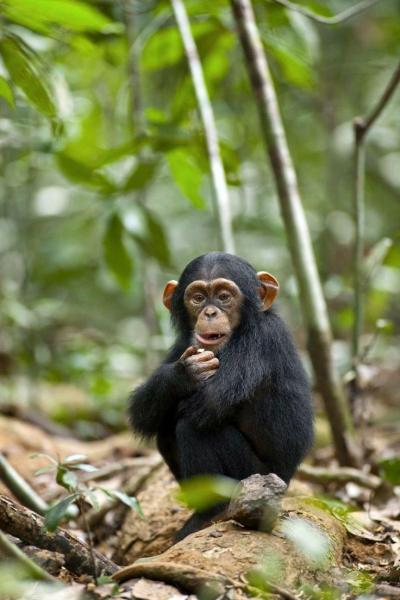 تصویر شماره 44 از آلبوم تصویر زمینه شامپانزه معمولی (Chimpanzee)