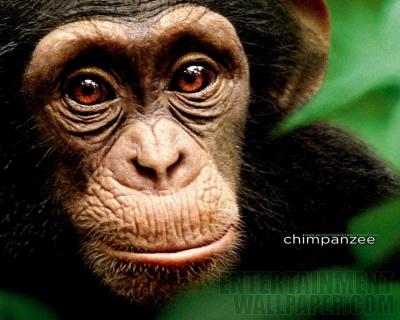 تصویر شماره 34 از آلبوم تصویر زمینه شامپانزه معمولی (Chimpanzee)