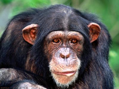 تصویر شماره 39 از آلبوم تصویر زمینه شامپانزه معمولی (Chimpanzee)