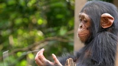 تصویر شماره 48 از آلبوم تصویر زمینه شامپانزه معمولی (Chimpanzee)