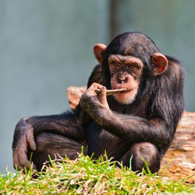 تصویر شماره 22 از آلبوم تصویر زمینه شامپانزه معمولی (Chimpanzee)