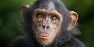 تصویر شماره 51 از آلبوم تصویر زمینه شامپانزه معمولی (Chimpanzee)