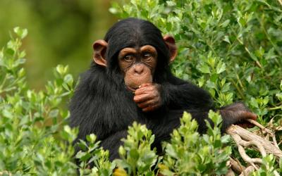 تصویر شماره 29 از آلبوم تصویر زمینه شامپانزه معمولی (Chimpanzee)