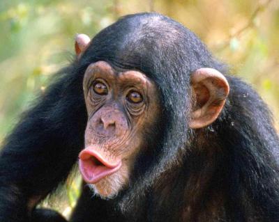 تصویر شماره 6 از آلبوم تصویر زمینه شامپانزه معمولی (Chimpanzee)