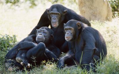 تصویر شماره 31 از آلبوم تصویر زمینه شامپانزه معمولی (Chimpanzee)