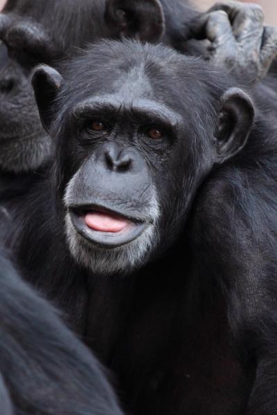 تصویر شماره 55 از آلبوم تصویر زمینه شامپانزه معمولی (Chimpanzee)