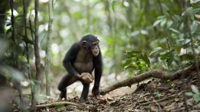 تصویر شماره 4 از آلبوم تصویر زمینه شامپانزه معمولی (Chimpanzee)