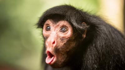 تصویر شماره 14 از آلبوم تصویر زمینه شامپانزه معمولی (Chimpanzee)