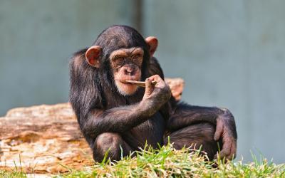 تصویر شماره 25 از آلبوم تصویر زمینه شامپانزه معمولی (Chimpanzee)