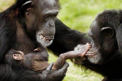 تصویر شماره 24 از آلبوم تصویر زمینه شامپانزه معمولی (Chimpanzee)