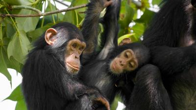 تصویر شماره 58 از آلبوم تصویر زمینه شامپانزه معمولی (Chimpanzee)