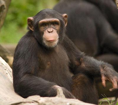 تصویر شماره 41 از آلبوم تصویر زمینه شامپانزه معمولی (Chimpanzee)