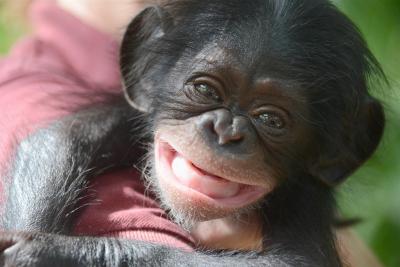 تصویر شماره 38 از آلبوم تصویر زمینه شامپانزه معمولی (Chimpanzee)