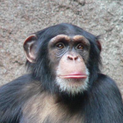 تصویر شماره 12 از آلبوم تصویر زمینه شامپانزه معمولی (Chimpanzee)