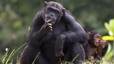 تصویر شماره 40 از آلبوم تصویر زمینه شامپانزه معمولی (Chimpanzee)