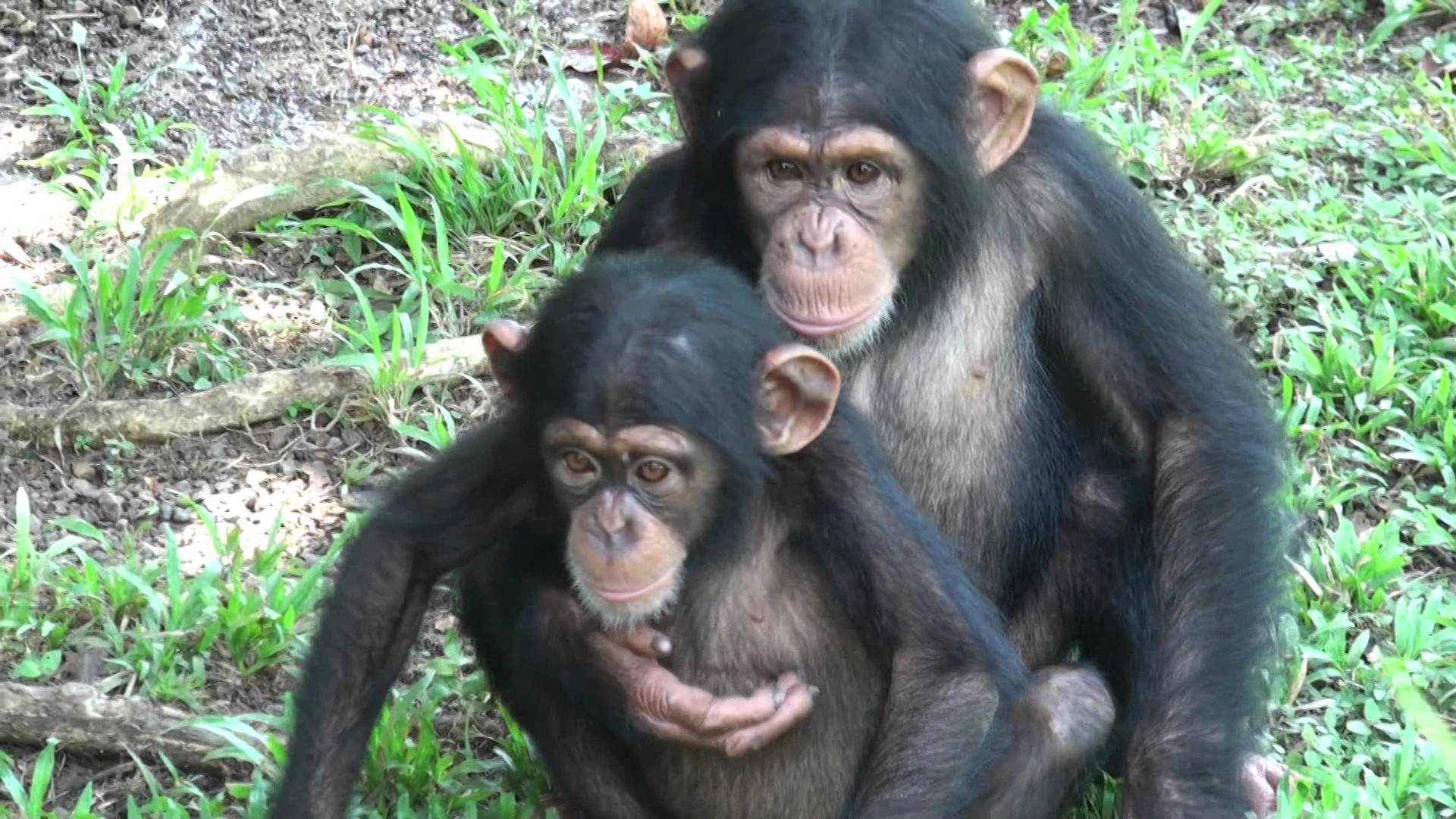 شامپانزه معمولی (Chimpanzee)