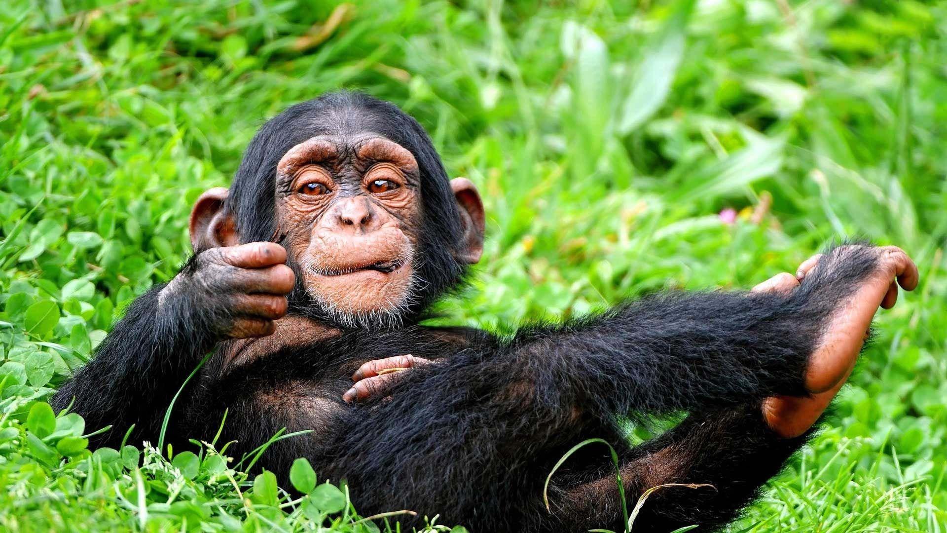 شامپانزه معمولی (Chimpanzee)