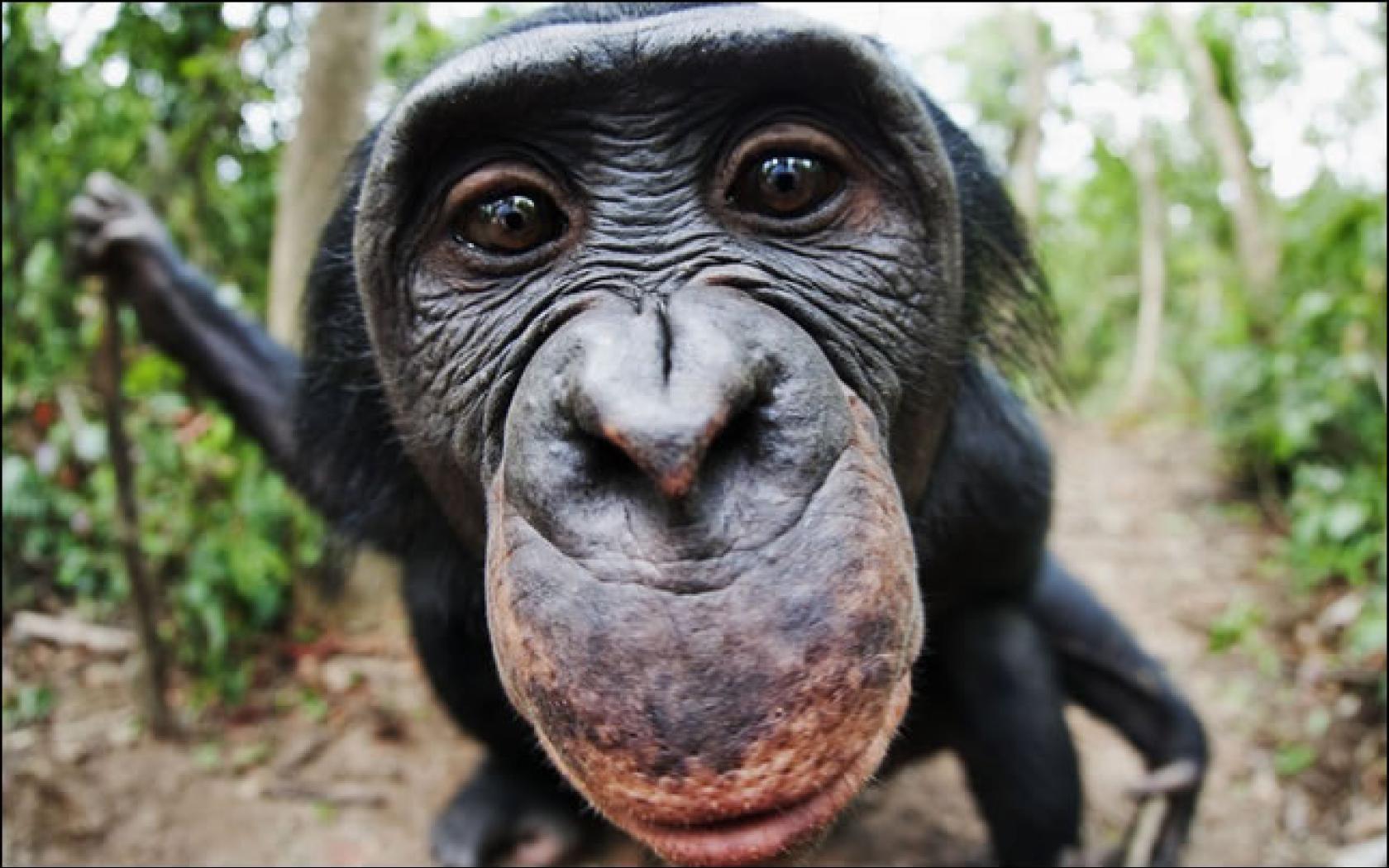 شامپانزه معمولی (Chimpanzee)