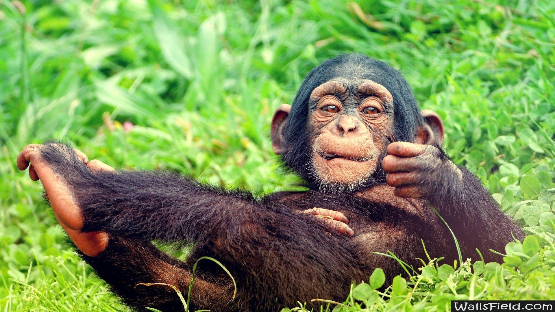 شامپانزه معمولی (Chimpanzee)