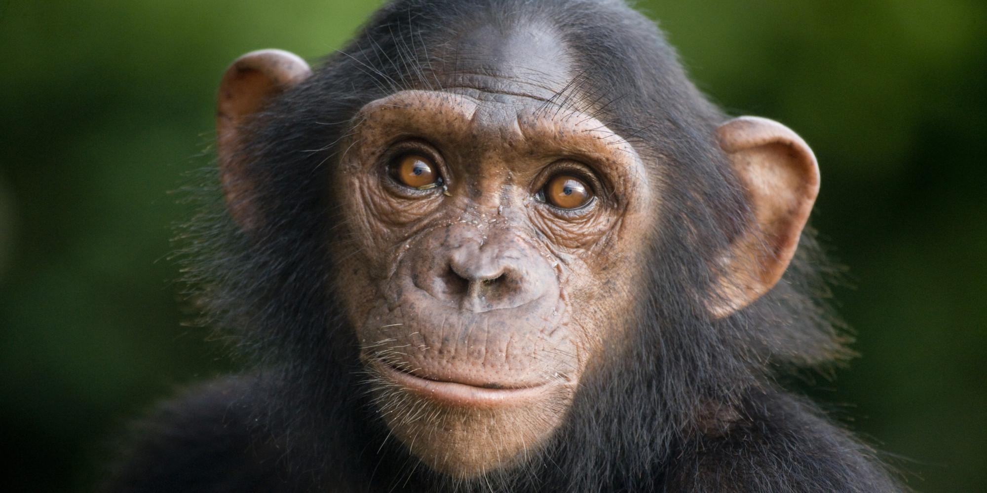 شامپانزه معمولی (Chimpanzee)