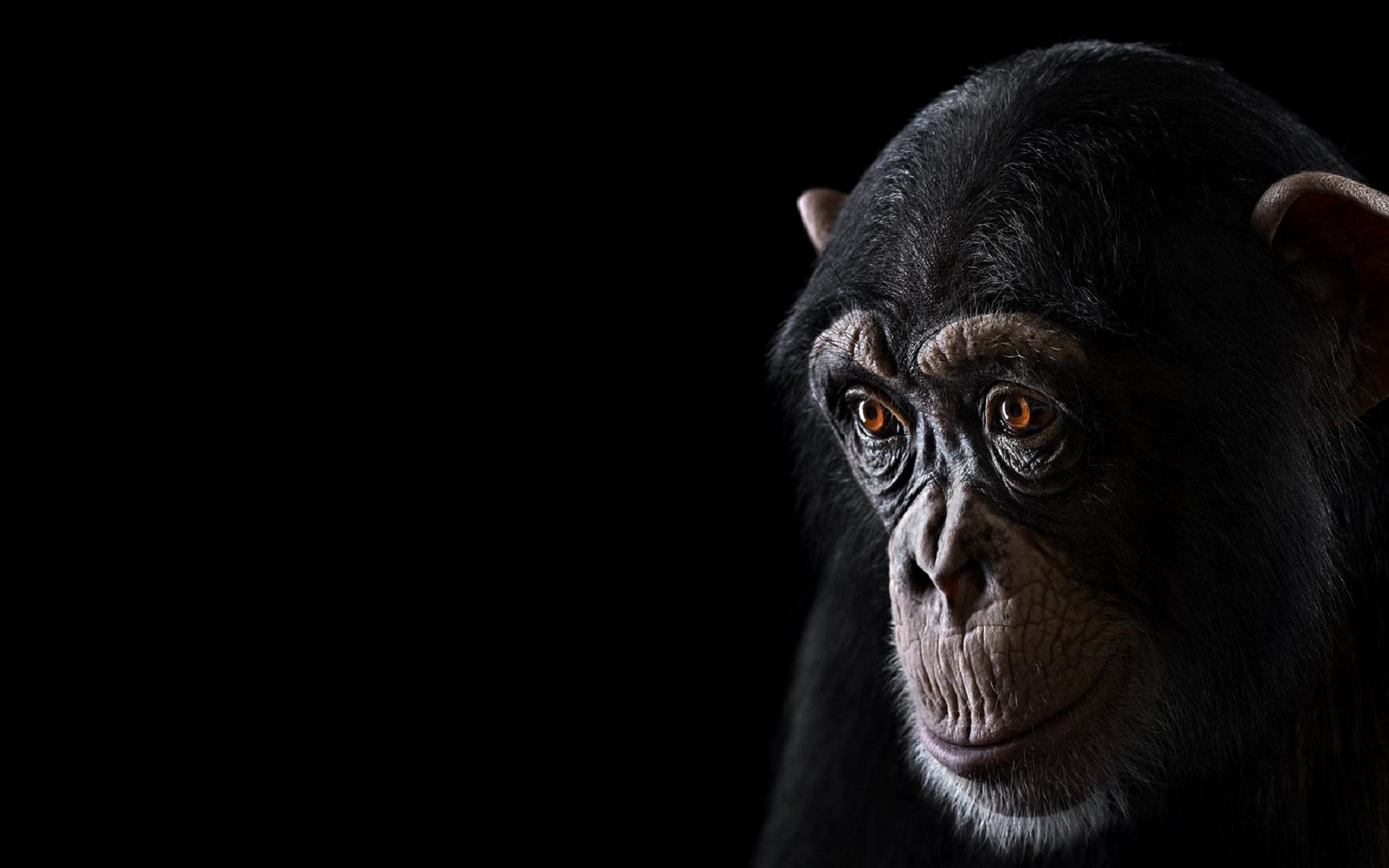 شامپانزه معمولی (Chimpanzee)